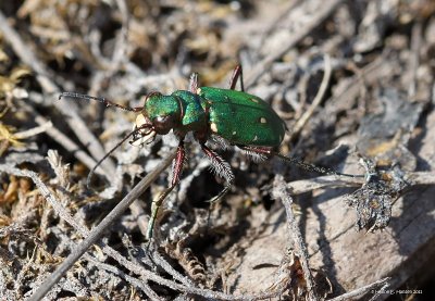 Grn sandspringer (Cicindela campestris )