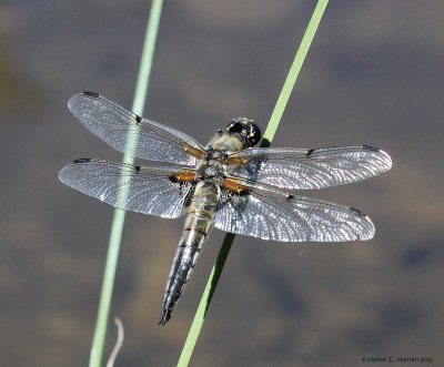 guldsmed_IMG_0047.jpg