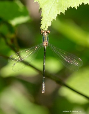 guldsmed_IMG_0437.jpg