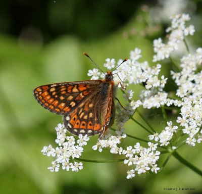 Hedepletvinge (Euphydryas aurinia)