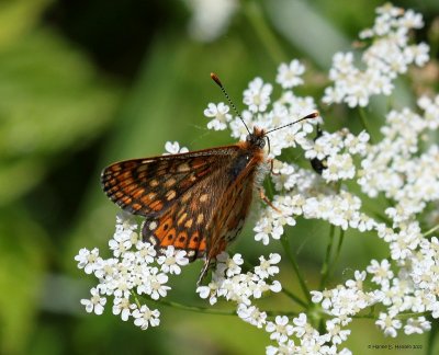 Hedepletvinge (Euphydryas aurinia)