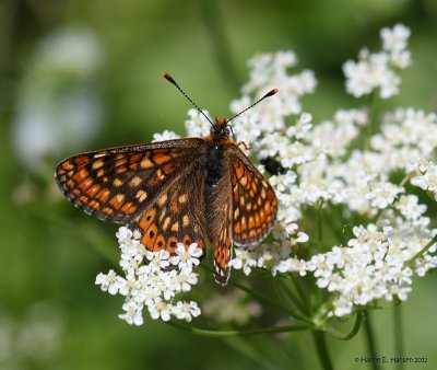 Hedepletvinge (Euphydryas aurinia)
