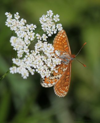 Hedepletvinge (Euphydryas aurinia)