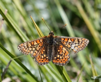Hedepletvinge (Euphydryas aurinia)