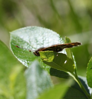 Hedepletvinge (Euphydryas aurinia)