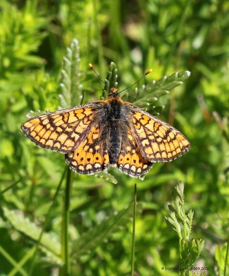 Hedepletvinge (Euphydryas aurinia)