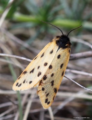 leopardlavspinder_IMG_0174.jpg