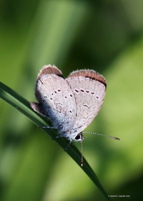 Dvrgblfugl (Cupido minimus)
