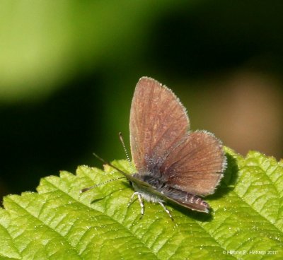 Dvrgblfugl (Cupido minimus)
