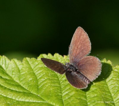 Dvrgblfugl (Cupido minimus)