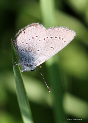 Dvrgblfugl (Cupido minimus)