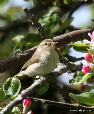 Lundsanger (Phylloscopus trochiloides)