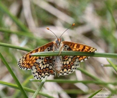 Okkergul pletvinge (Melitaea cinxia)