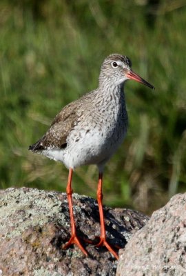 Redshank (Tringa totanus)