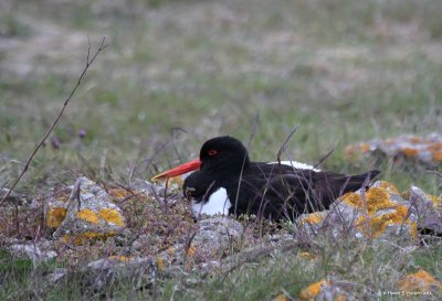 Eurasian oystercatcher (Haematopus ostralegus)