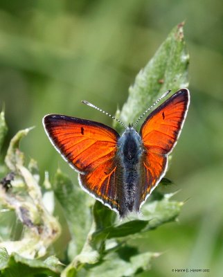 Violetrandet ildfugl (Lycaena hippothoe)