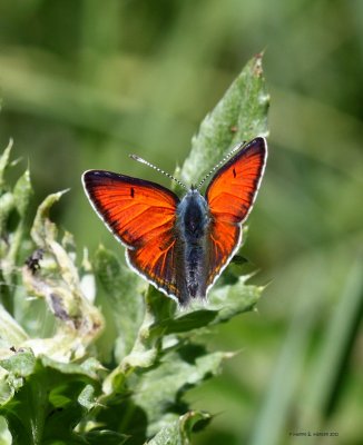 Violetrandet ildfugl (Lycaena hippothoe)