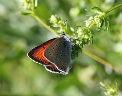 Violetrandet ildfugl (Lycaena hippothoe)