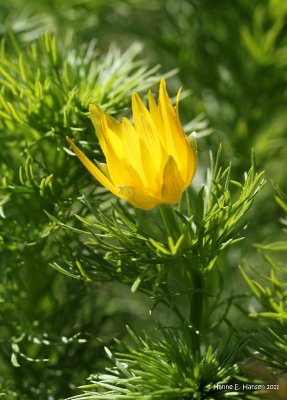 Våradonis (Adonis vernalis)