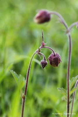 Eng-Nellikerod (Geum rivale)