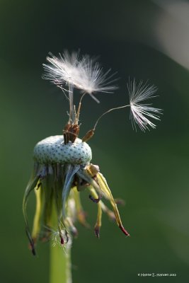 Almindelig Mælkebøtte (Taraxacum officinale)