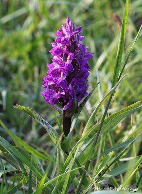 Skov-Gøgeurt (Dactylorhiza maculata ssp. fuchsii)
