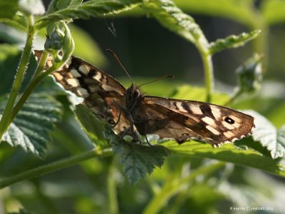 Skovrandøje (Pararge aegeria)