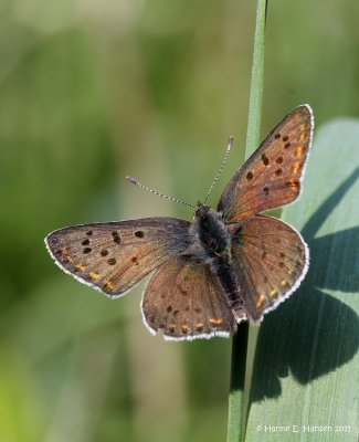 Sort ildfugl (Lycaena tityrus)