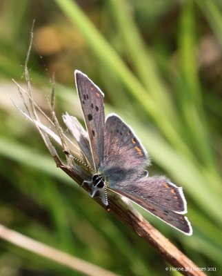 Sort ildfugl (Lycaena tityrus)