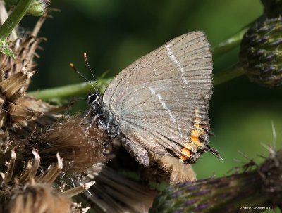 Det hvide W (Satyrium w-album)
