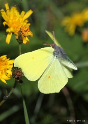 Citronsommerfugl (Gonepteryx rhamni)