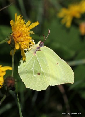 Citronsommerfugl (Gonepteryx rhamni)