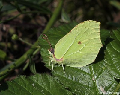 Citronsommerfugl (Gonepteryx rhamni)