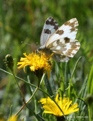 Grnbroget klsommerfugl (Pontia daplidice)