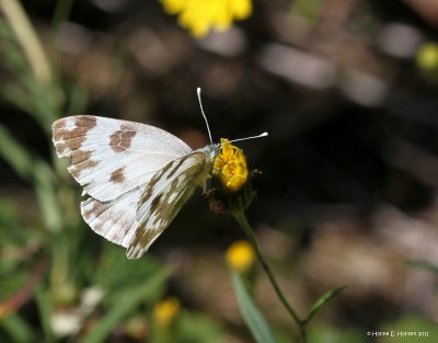 Grnbroget klsommerfugl (Pontia daplidice)
