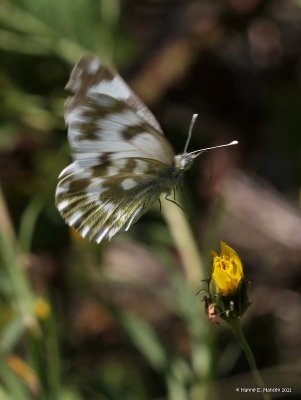 Grnbroget klsommerfugl (Pontia daplidice)