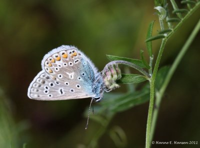 Almindelig blfugl (Polycommatus icarus)