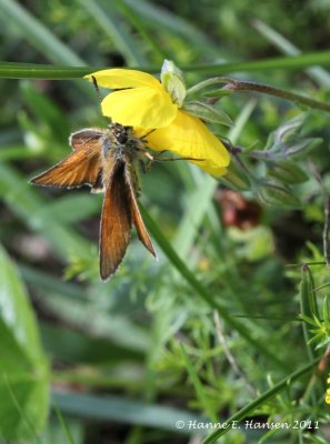 Stregbredpande (Thymelicus lineola)