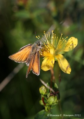 Stregbredpande (Thymelicus lineola)