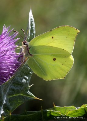 Citronsommerfugl (Gonepteryx rhamni)
