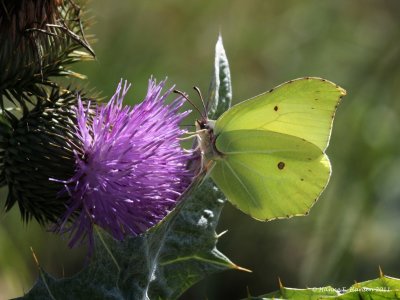Citronsommerfugl (Gonepteryx rhamni)