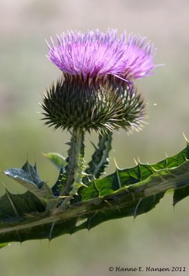 kmpetidsel_IMG_1110.jpg