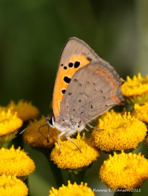 Lille ildfugl (Lycaena phlaeas)