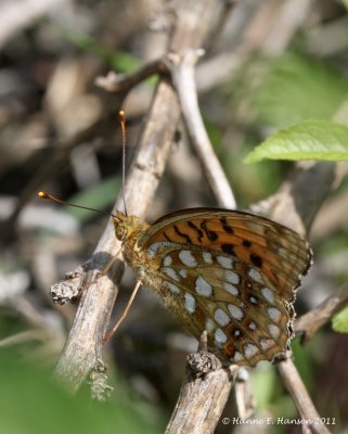 Markperlemorsommerfugl (Argynnis aglaja)