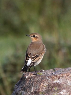 Stenpikker (Oenanthe oenanthe)