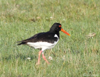 Strandskade (Haematopus ostralegus)