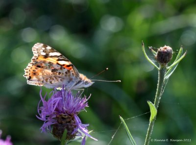 Tidselsommerfugl (Vanessa cardui)