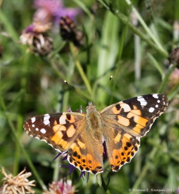 Tidselsommerfugl (Vanessa cardui)