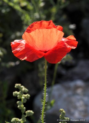 Common Poppy