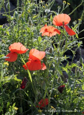 Korn-Valmue (Papaver rhoeas)